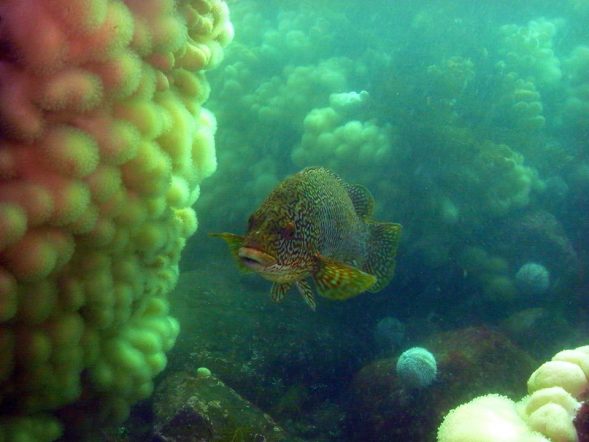 A win for wrasse in Scotland