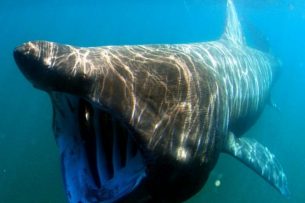 Basking sharks