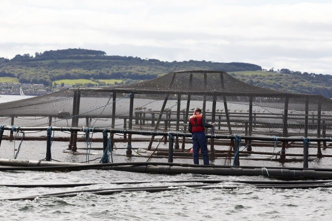 Scientists look at methods to clean up salmon farms