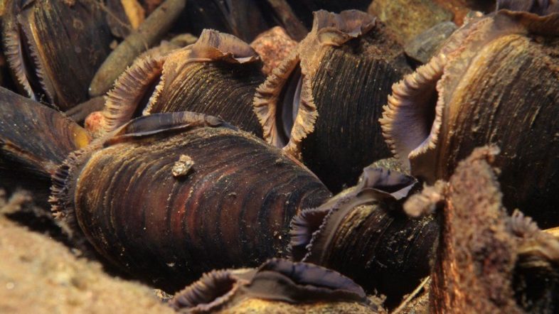 Freshwater pearl mussels