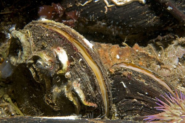 Horse mussel