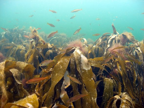 Ocean heatwaves, rewilding the sea, kelp