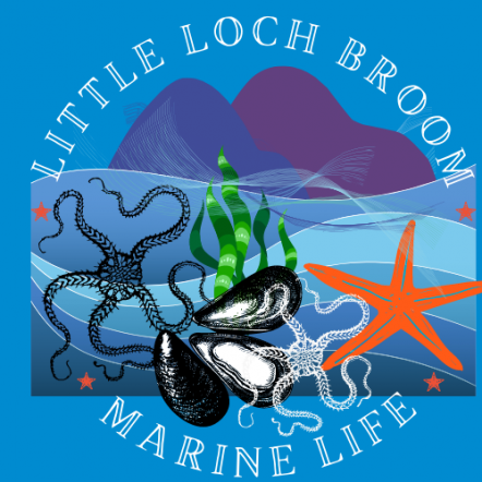 Little Loch Broom Marine Life