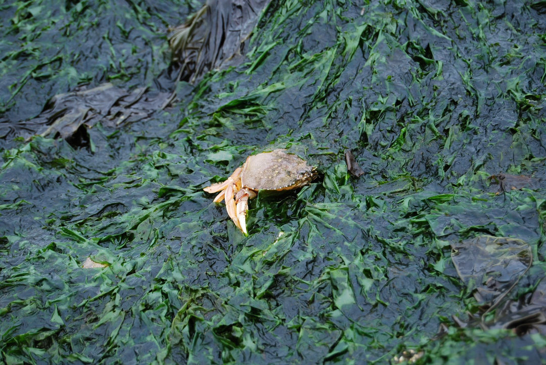 Seagrass crab