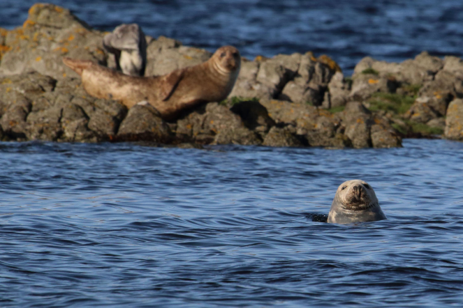 Waternish Wildlife Alliance
