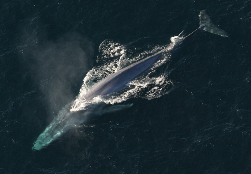 Blue whale Iceland Whaling