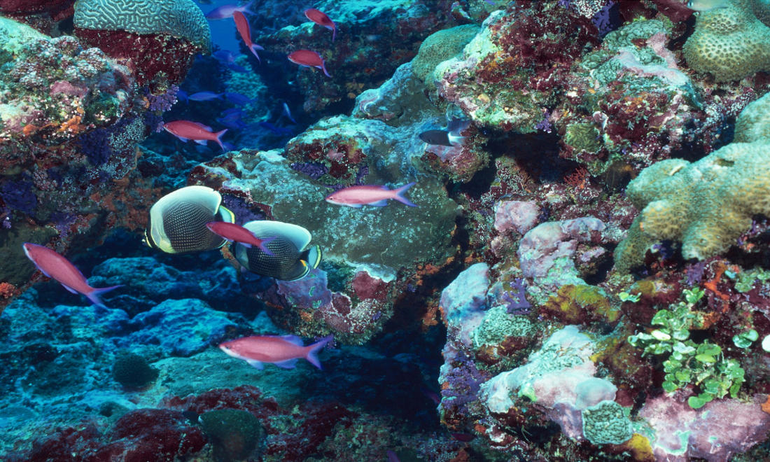 coral reef fish plastic