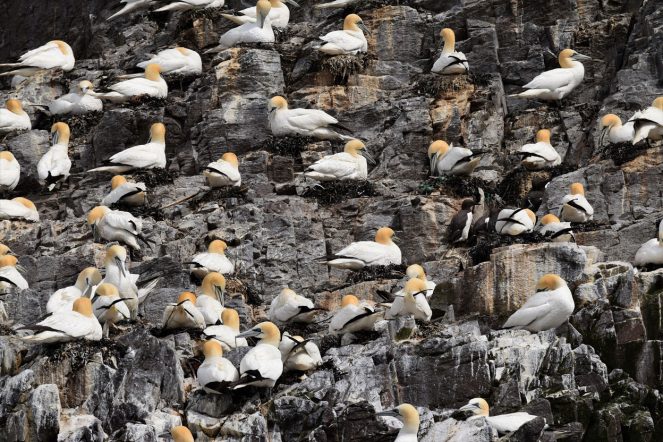 Silence falls on Shetland cliffs that once echoed to seabirds’ cries