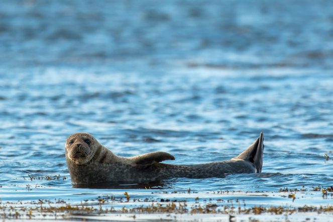Species habitat, US ban, seal shooting, Protecting our seas, biodiversity, seal