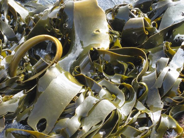 kelp, seaweed, seaweed cultivation, communities, regulation