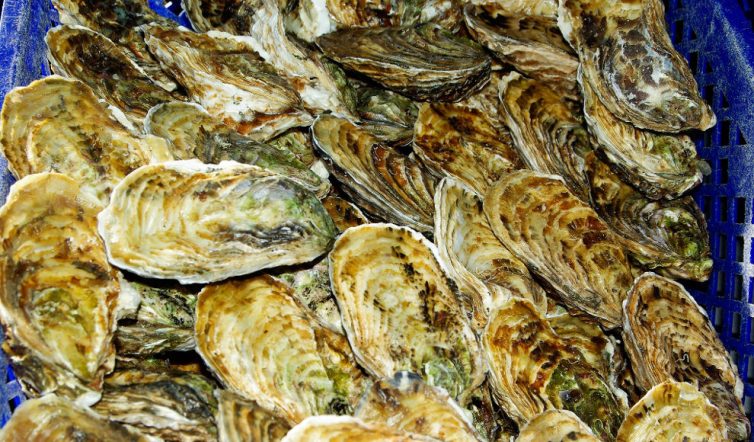 North Sea, Oyster, Oysters