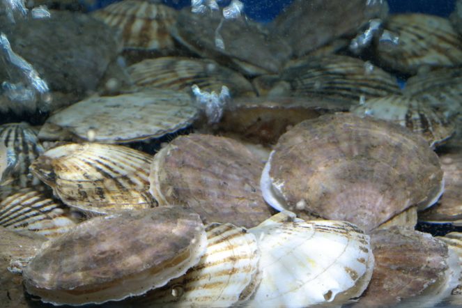 Scallop, scallops, dredging, illegal, illegal fishing, MPAs