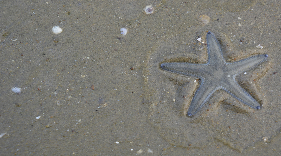 starfish carbon dioxide climate change